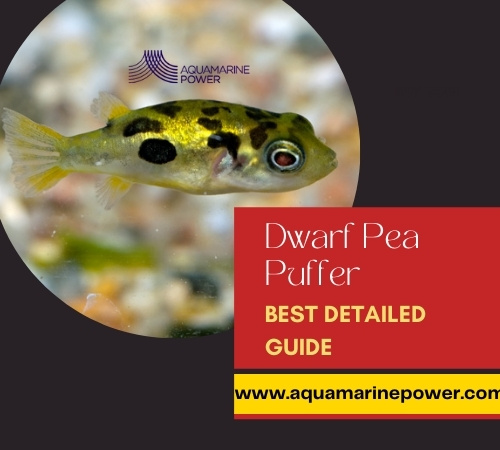 Dwarf Pea Puffer Care Best Detailed Guide February