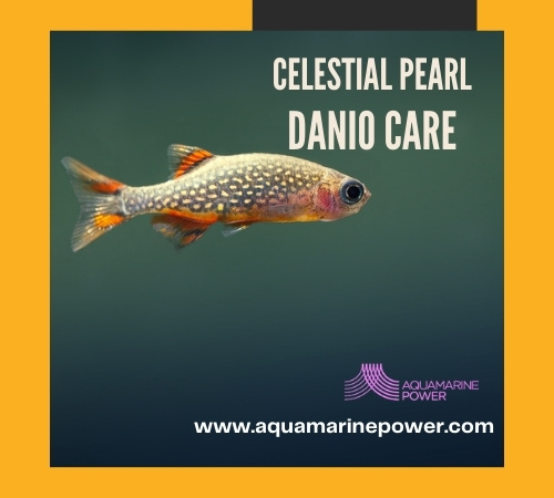 Celestial Pearl Danio 101: Best Care Guide (may 2024)