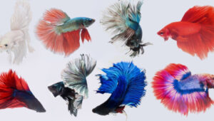 Dragon Scale Betta Care Guide Full Bio Updated