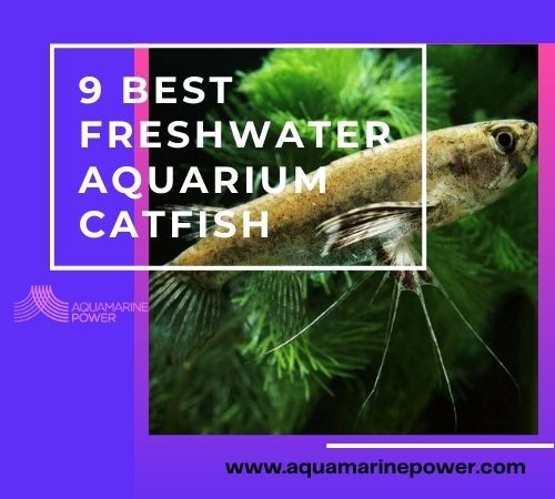 9 Best Freshwater Aquarium Catfish (2024) Aquamarine Power