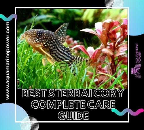 Sterbai Cory Care Guide: All You Need To Know About (2022)