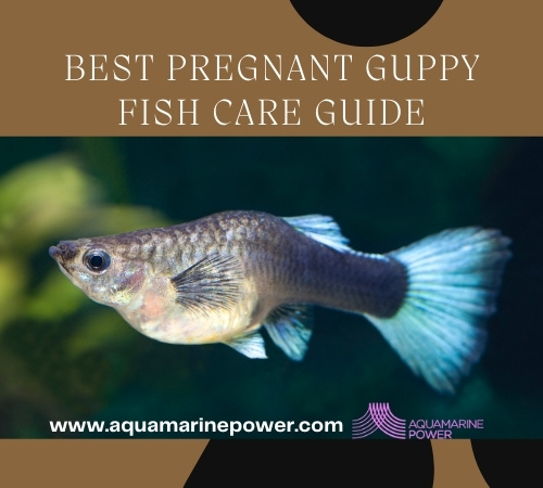 Pregnant Guppy Fish: A Complete Detailed Care Guide (2022)