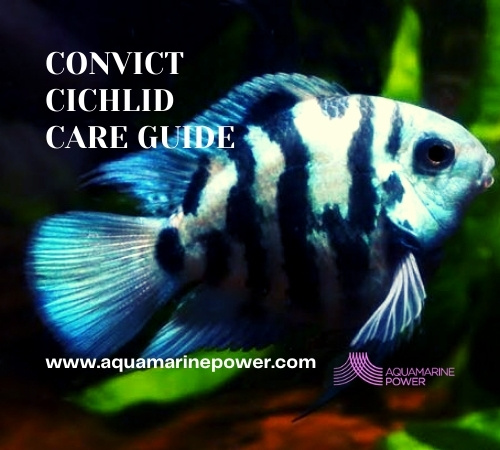 Convict Cichlid Care: Best Detailed Guide (june 2024)