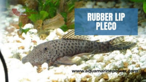 Rubber Lip Pleco 101: Best Detailed Care Guide (2024 June)