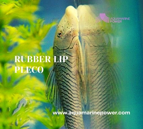 rubber lip pleco