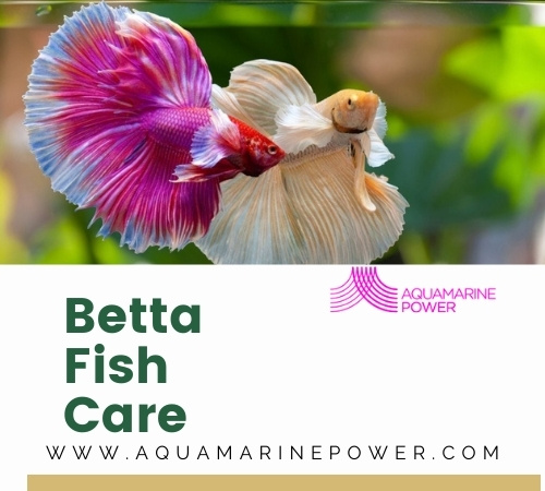 Betta Fish 101: Diet, Lifespan, Size, Care Guide & All |2024