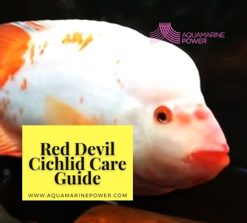 Red Devil Cichlid 101: Best Detailed Care Guide | 2024