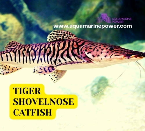 Tiger Shovelnose Catfish Best Detailed Guide April