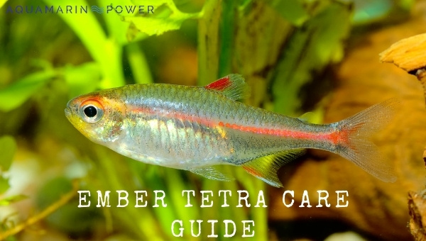 Ember Tetra Care 101: Size, Diet, Size, Lifespan & All |2024