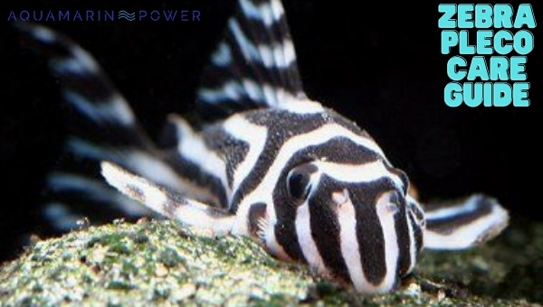 Zebra Pleco 101 Expert Care Guide Lifespan Diet And All 2024 0764