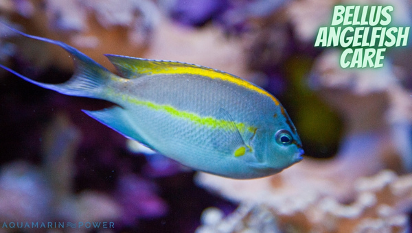 Bellus Angelfish Care Appearance Size Lifespan Diet And All 2023