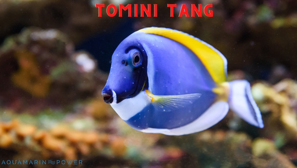 Tomini Tang Fish Care Guide: Appearance, Breeding & All 2024