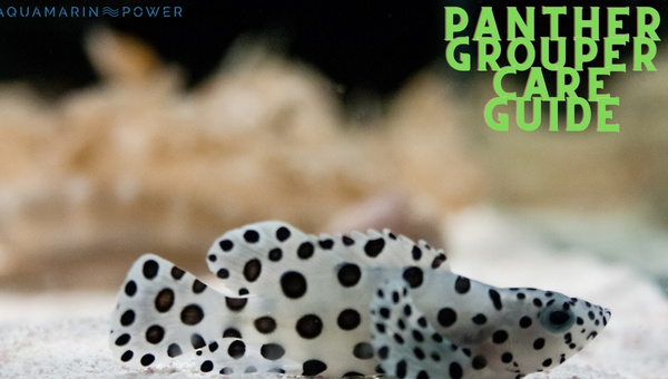 Panther Grouper Care Guide: Appearance, Lifespan & Coloration ...