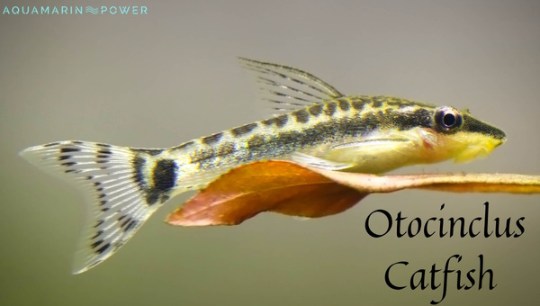 Otocinclus Catfish Care Guide: Appearance, Lifespan, Food & Diet ...