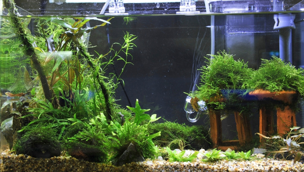 How To Get Rid Of Algae: In Aquarium [2024 Updated]