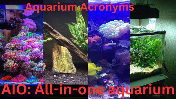 148 Popular Aquarium Acronyms That Hobbyists Must Know | 2024