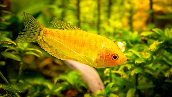 Gold Gourami Care Guide 101: Appearance & All |Updated| 2024