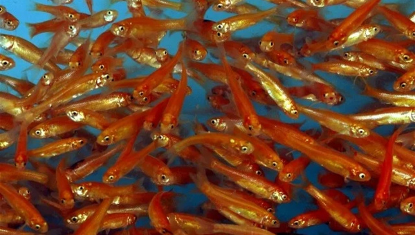 Rosy Red Minnow 101: Care, Diet, Lifespan & All 2024