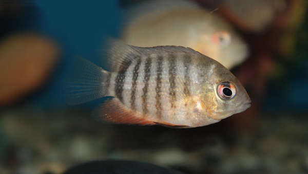 Severum Cichlid Species And care Guide 101: Look, Diet |Updated| 2024