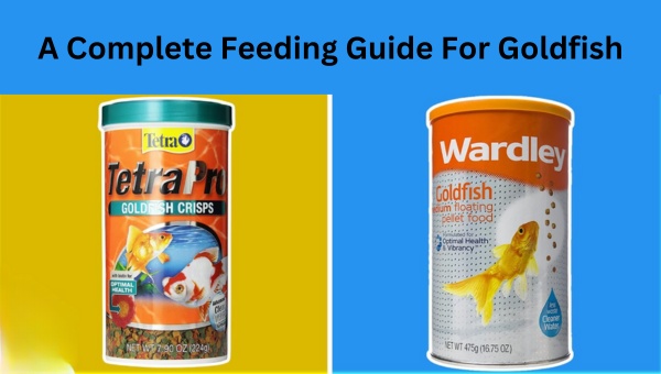 https://www.aquamarinepower.com/wp-content/uploads/2023/04/A-Complete-Feeding-Guide-For-Goldfish.jpg