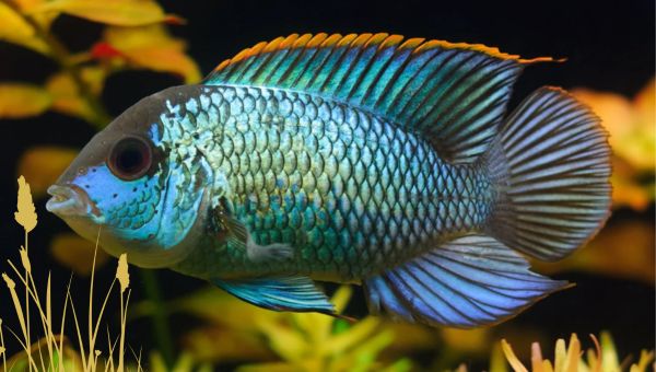 Blue acara hot sale care