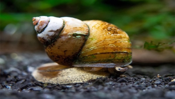 Japanese Trapdoor Snail 101: Care, Size, Diet & All | 2024