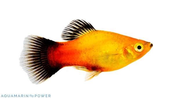 Platy Fish