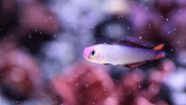 Purple Firefish Behavior and Temperament