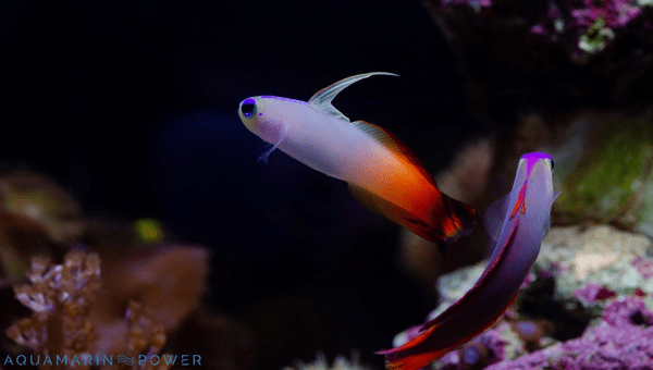 Purple Firefish Breeding