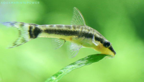 Otocinclus Catfish Behavior and Temperament