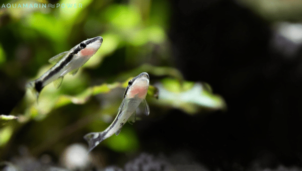 Otocinclus Tank Mates & Breeding