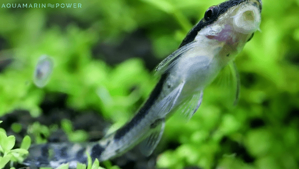 Otocinclus Catfish Care Guide