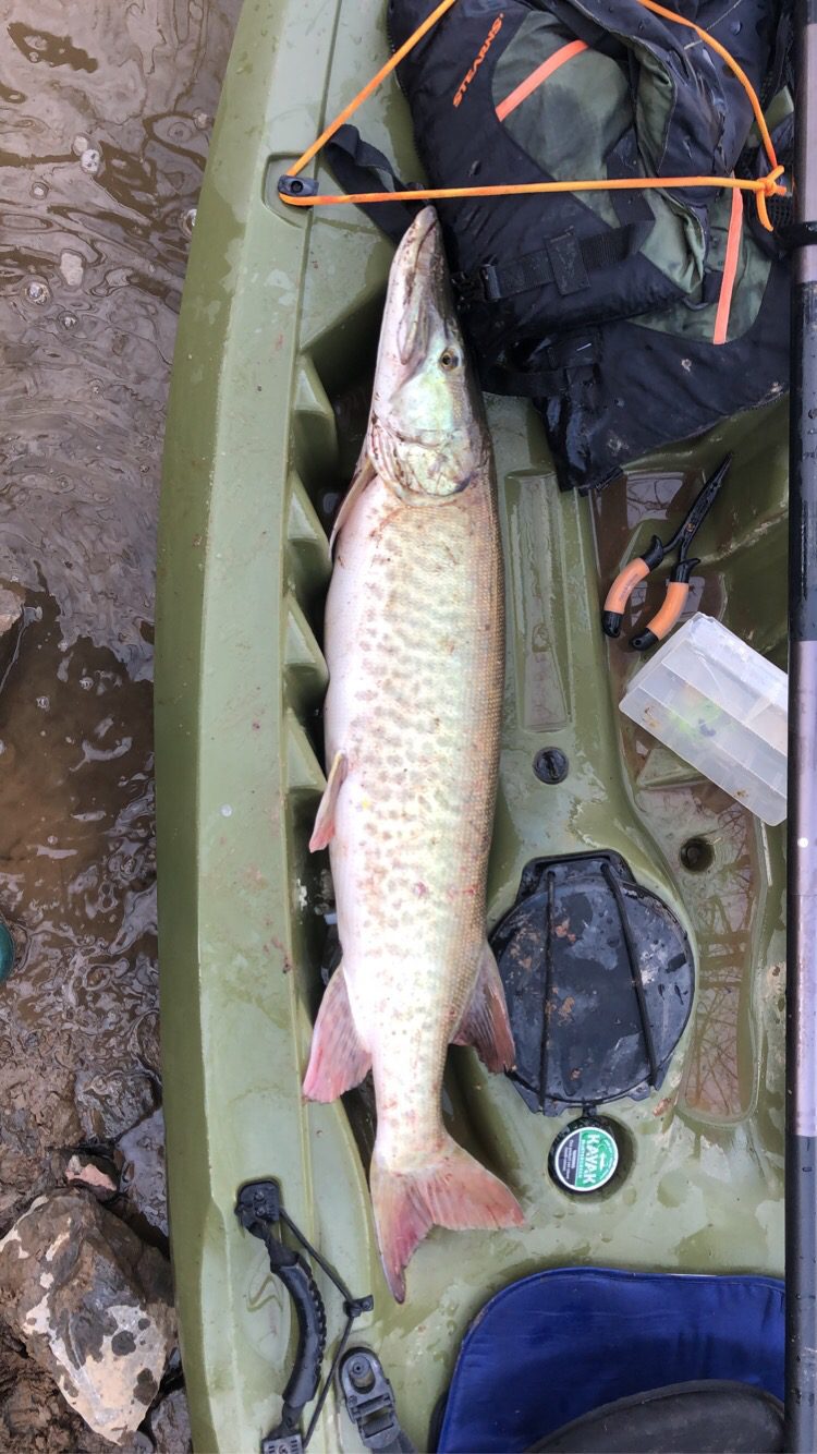 Luhr-Jensen Krocodile Die 1 Chrome/Neon Green - Customer Photo 1