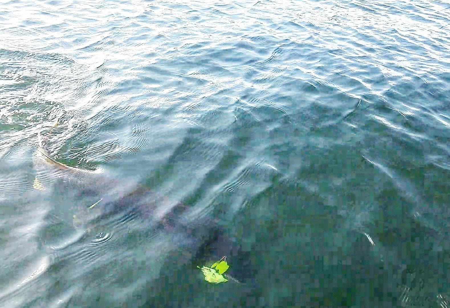 BOOYAH Pikee Spinner-Bait Fishing Lure for Pike and Musky, 1/2 Ounce - Customer Photo 1