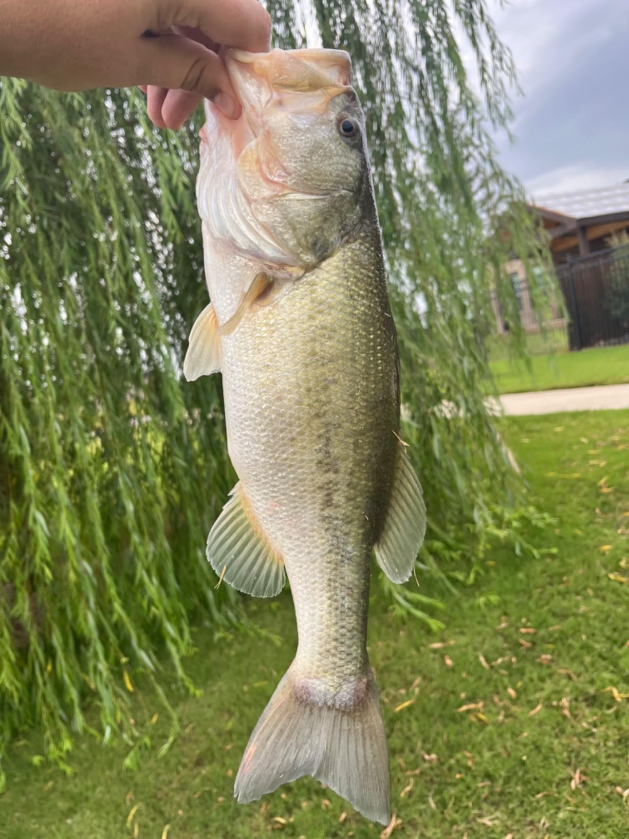 BOOYAH Boo Jig Bass Fishing Lure with Weed Guard - Customer Photo 2