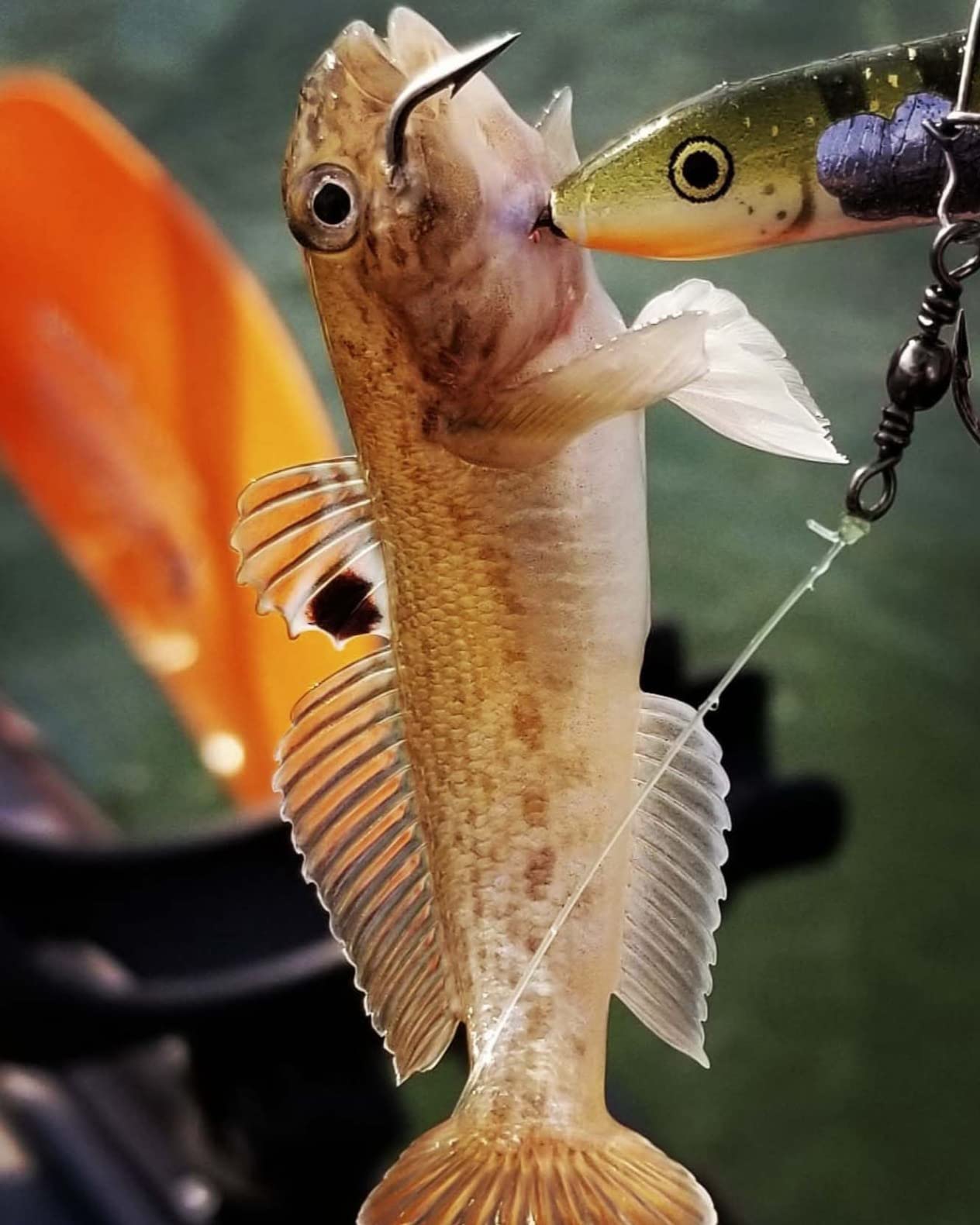 B0046IEGMA Customer Photo 2