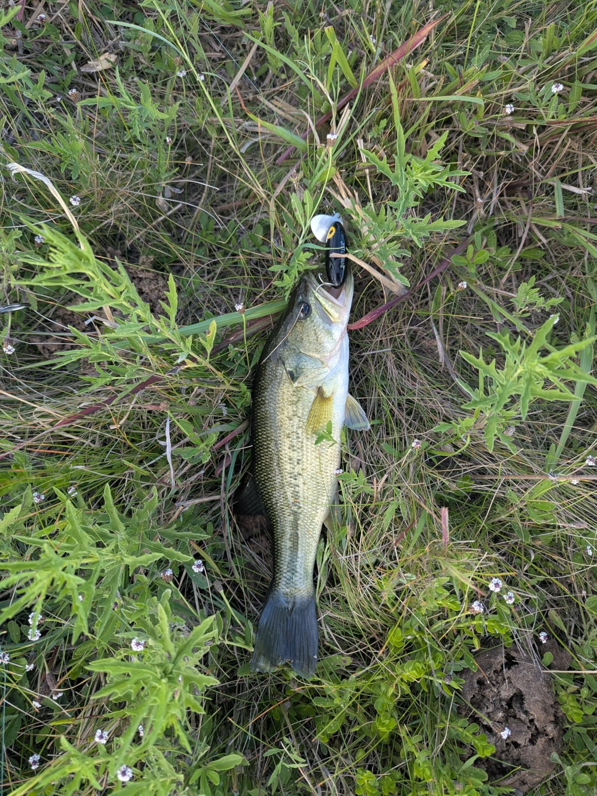 B004MPDURY Customer Photo 1