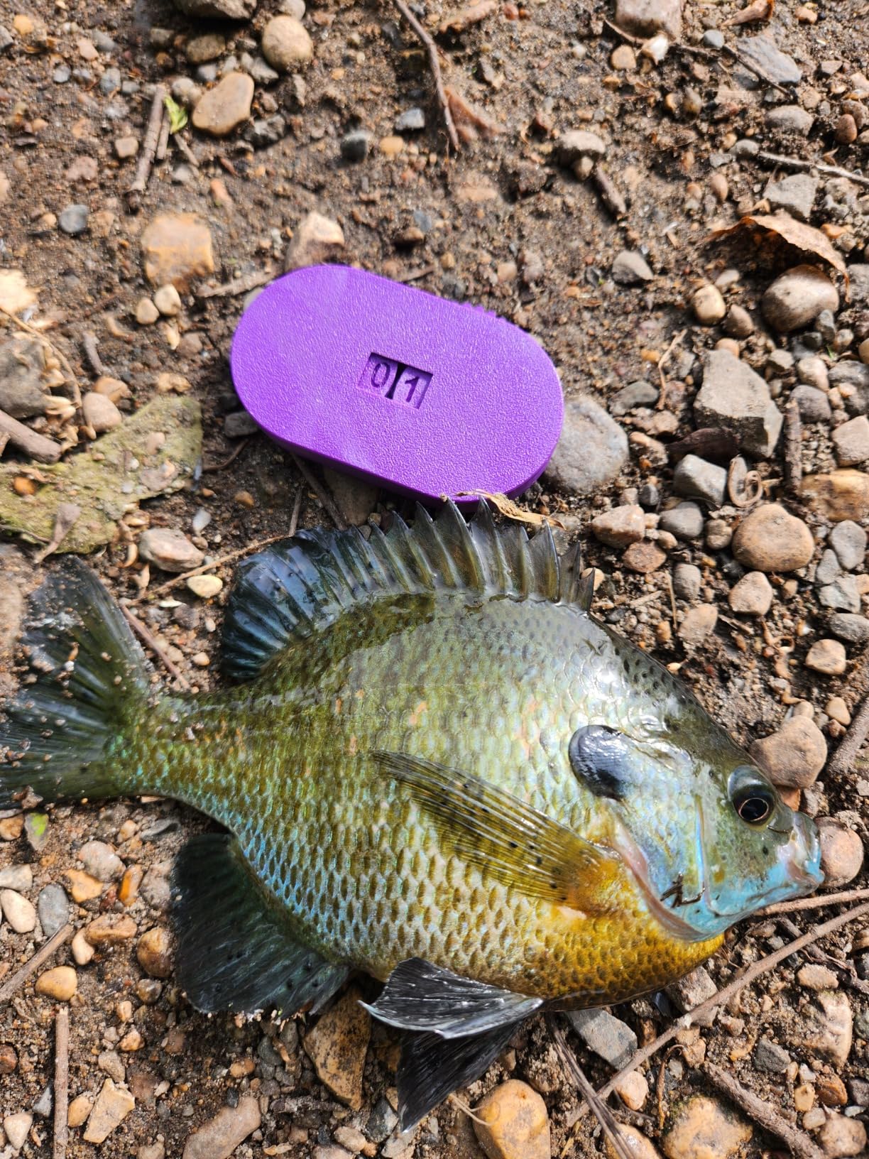 B00BPF4V6I Customer Photo 1