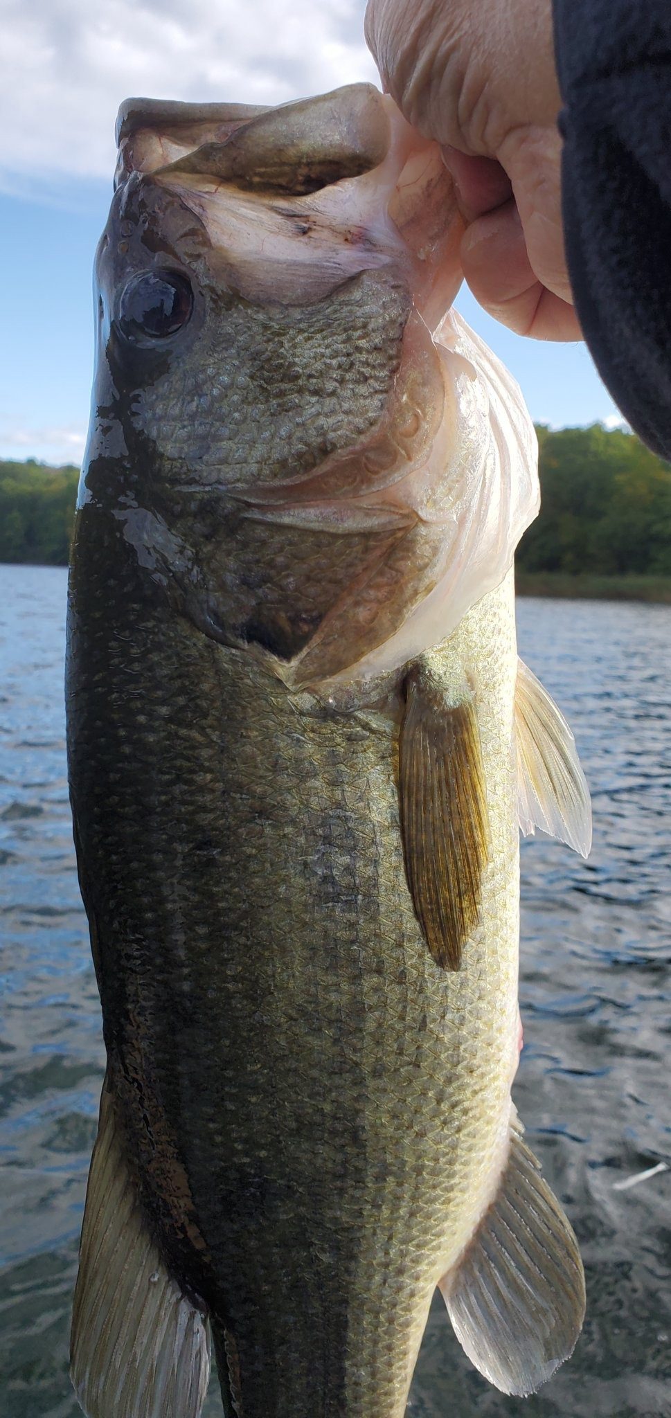 Strike King Denny Brauer Structure Fishing Jig - Customer Photo 1