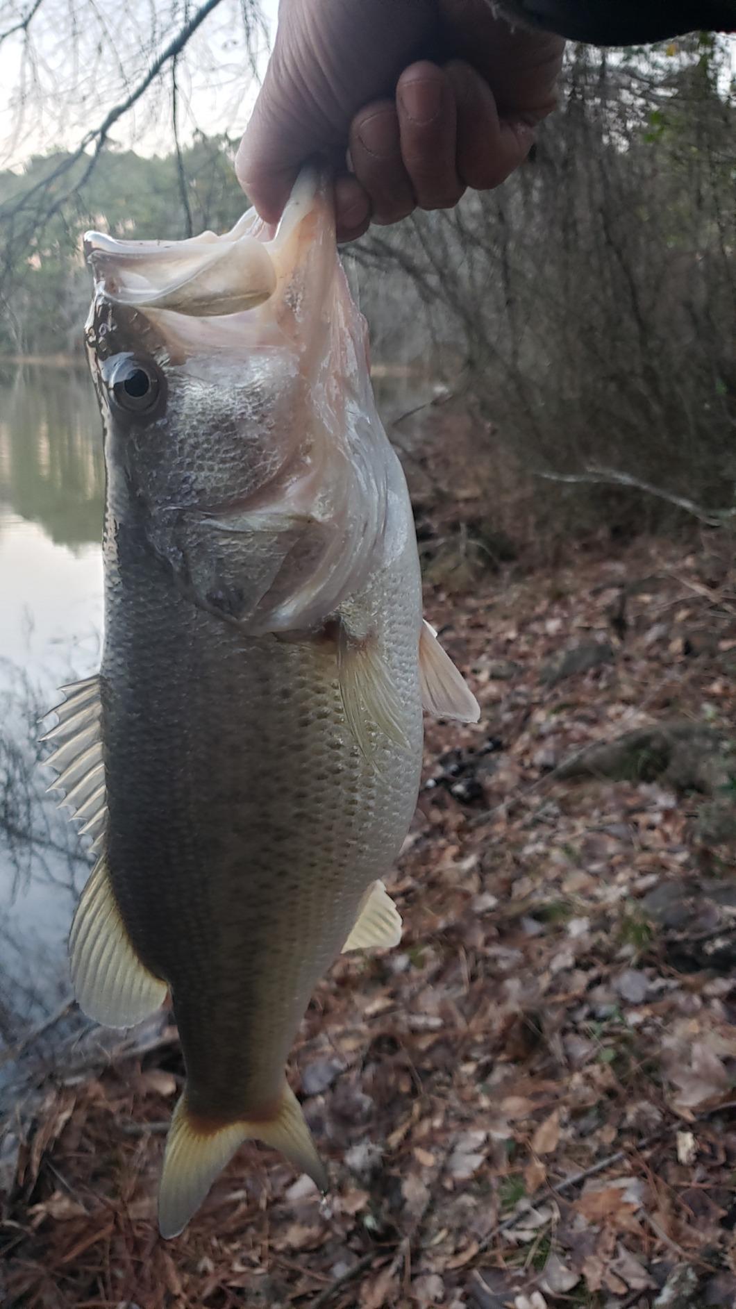 B00GGJVNPA Customer Photo 1