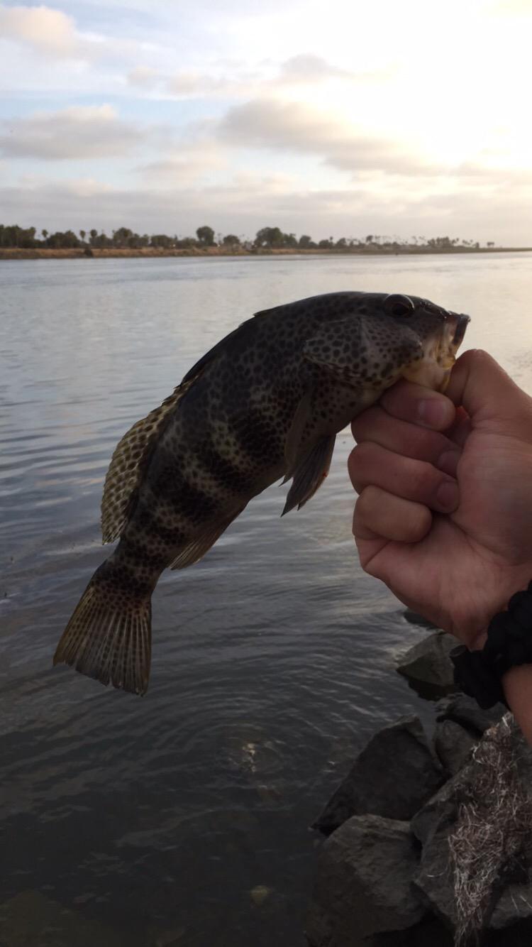 B019TWHSGS Customer Photo 1