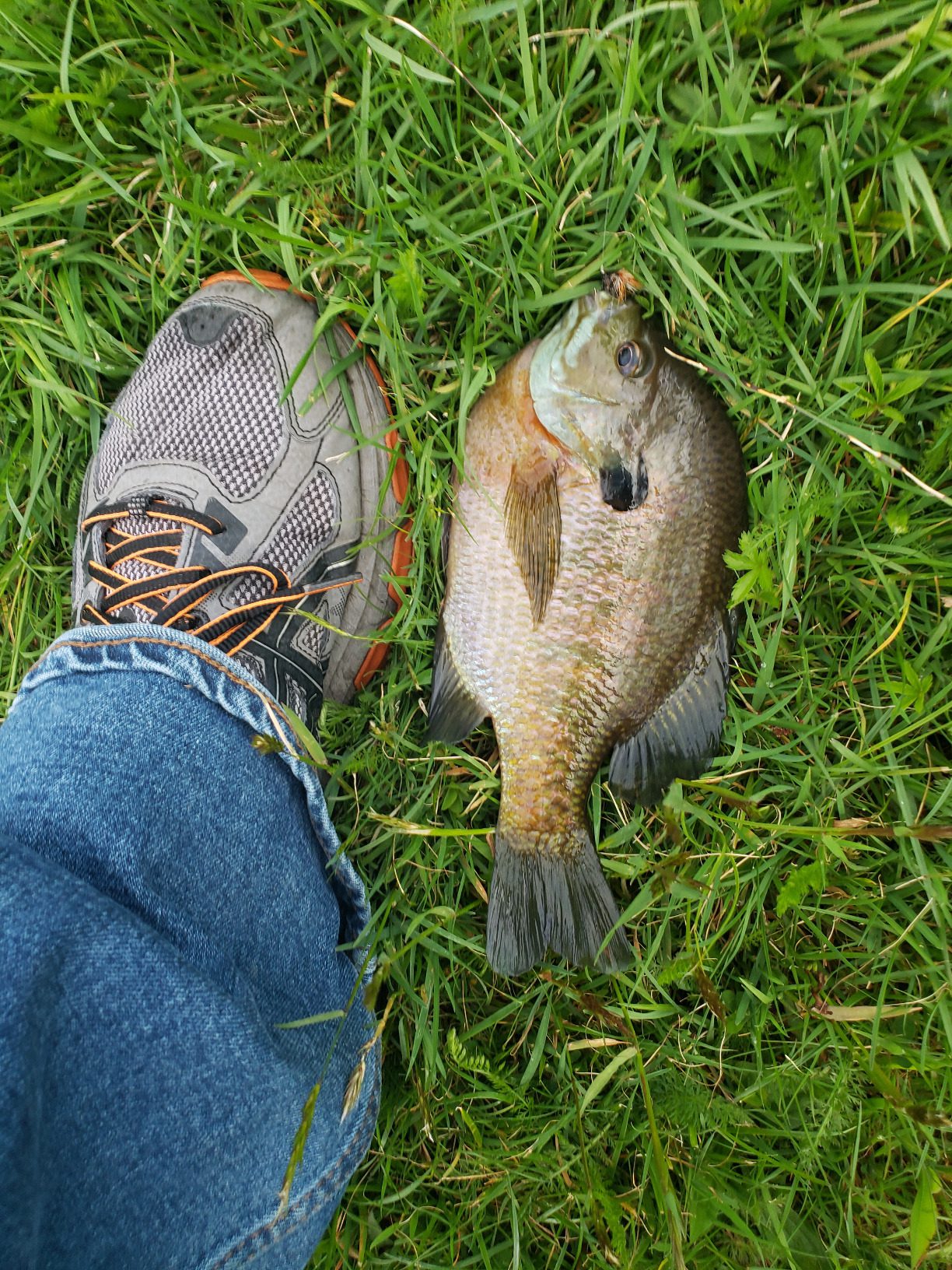 B01EM50IOG Customer Photo 1