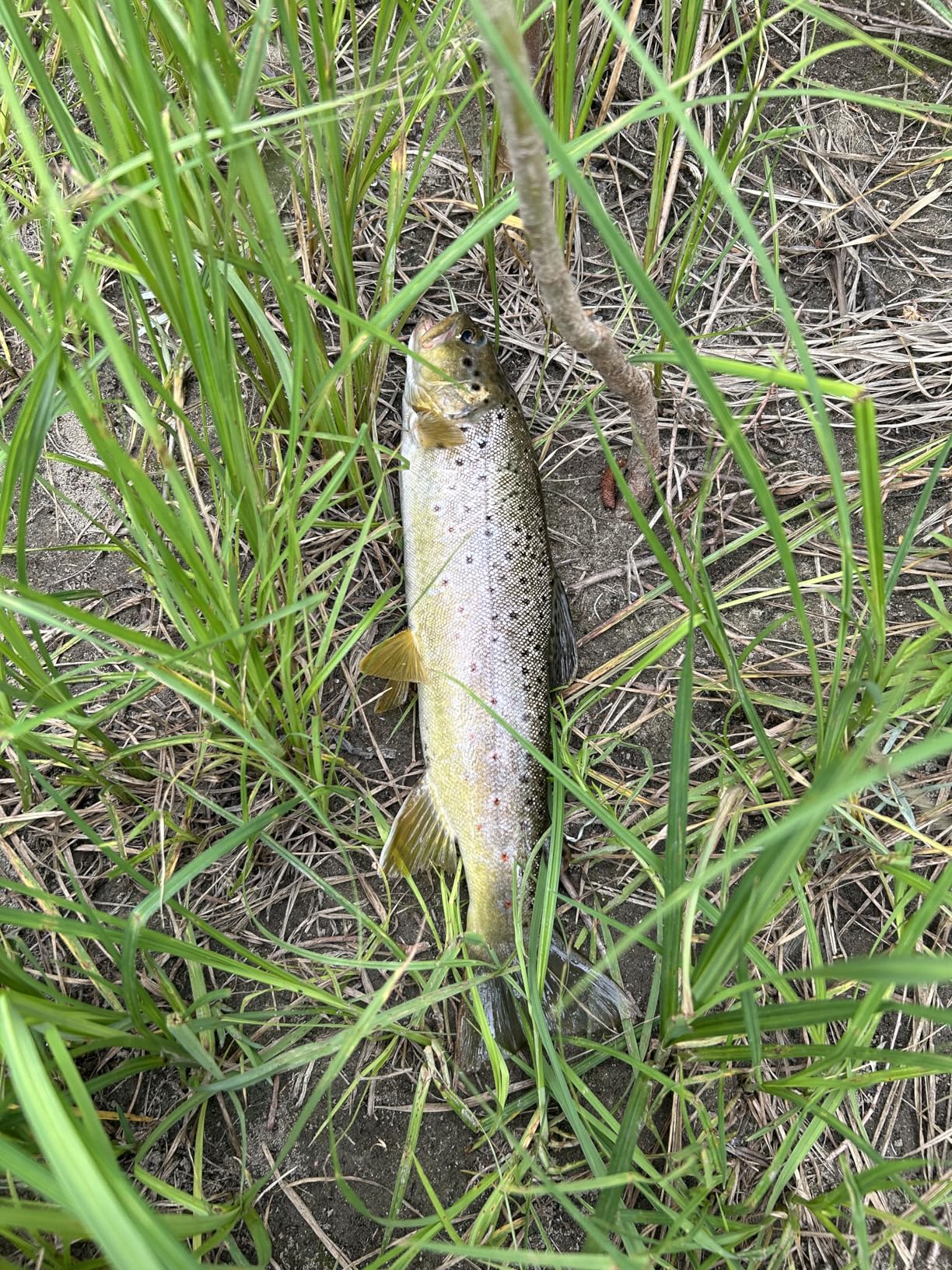 B01N1LPMOU Customer Photo 2