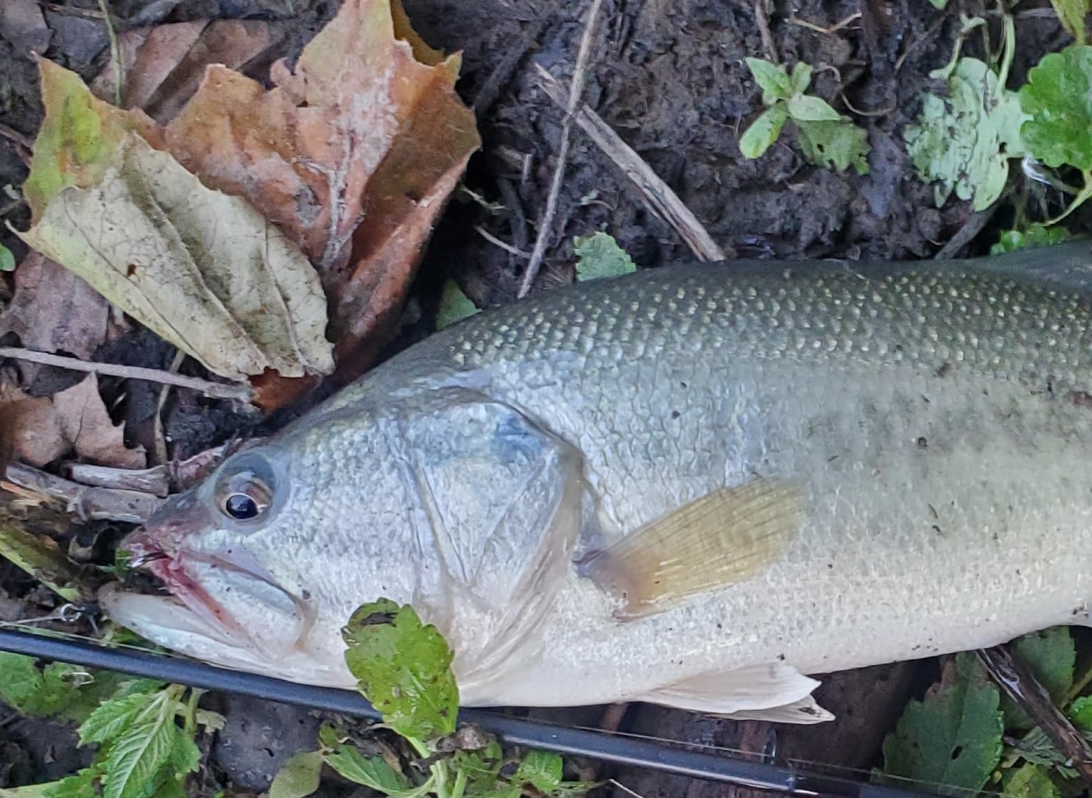 B06Y62SDLD Customer Photo 1