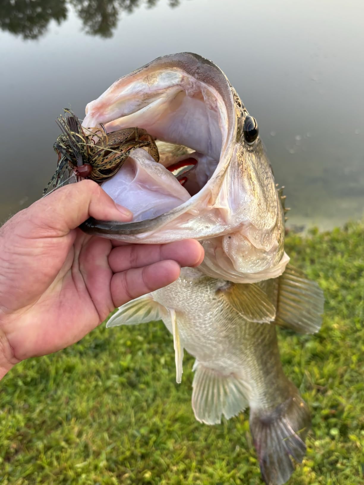 Reaction Tackle Tungsten Swim Jig for Bass Fishing - Weedless Design with 97% Pure Tungsten Jig Head and Silicone Skirt - Fishing Tackle for Pike, Walleye and Muskie and More (2-Pack) - Customer Photo 1