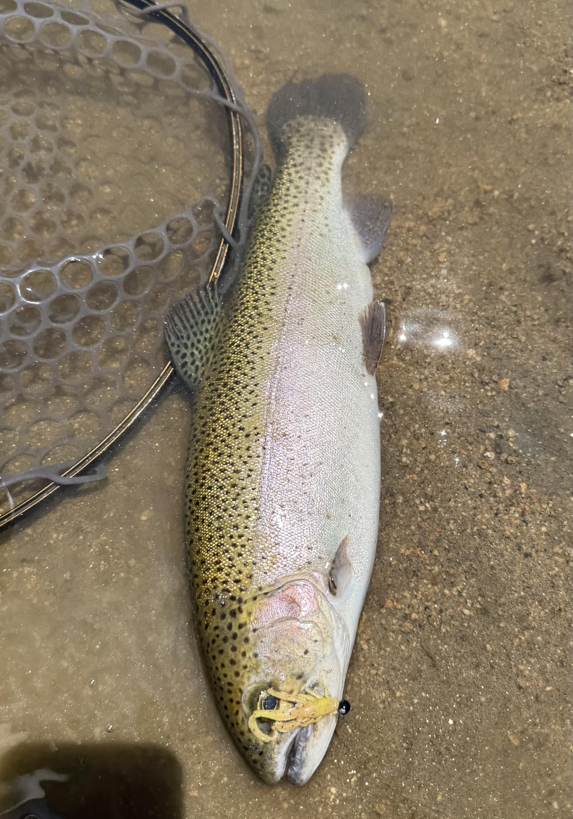 B07WSHGTS8 Customer Photo 1