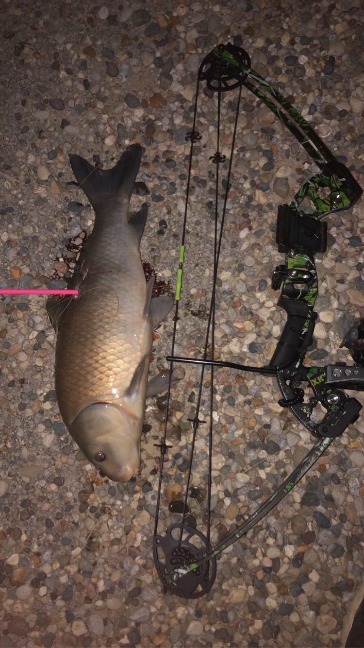 AMS Bowfishing A203-FLO Fluorescent Green Fiberglass Arrow, Chaos FX Point & Safety Slide Customer Review AMS Bowfishing A203-FLO Fluorescent Green Fiberglass Arrow, Chaos FX Point & Safety Slide - Customer Photo 2