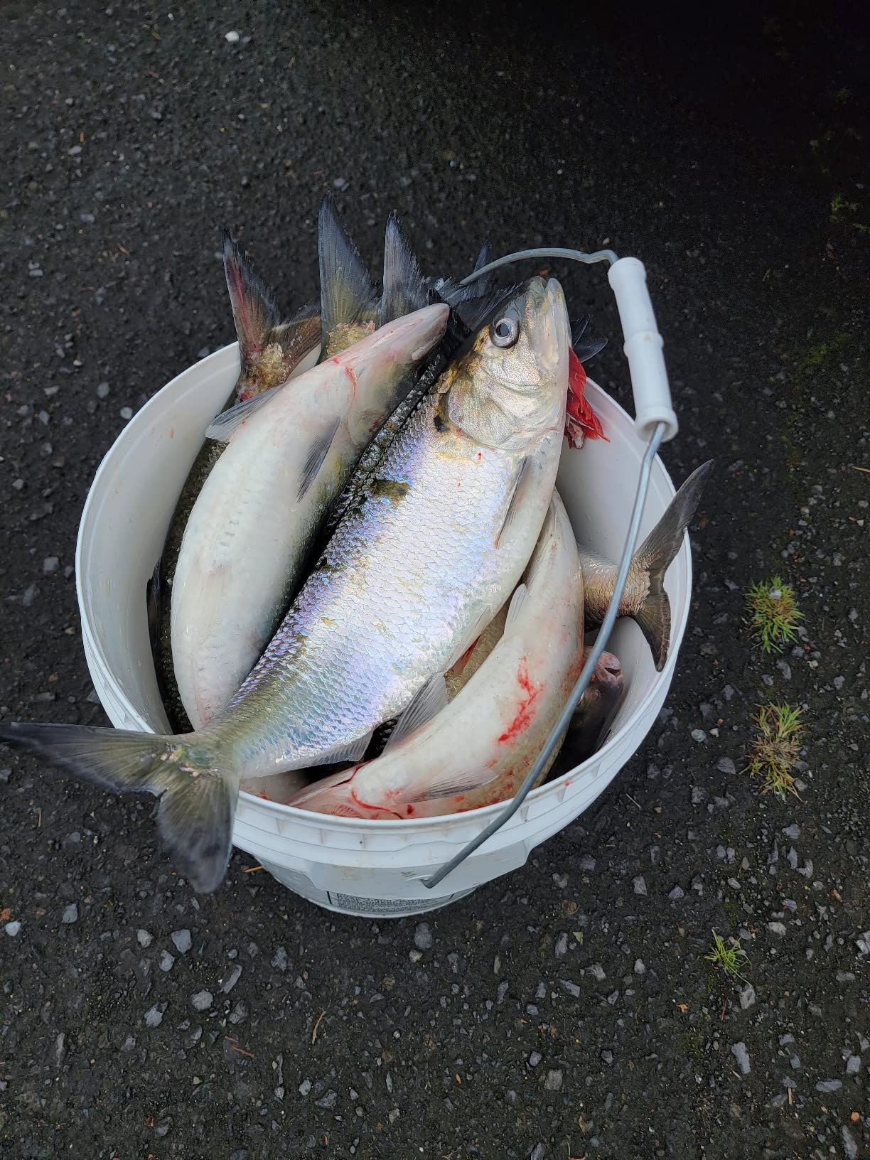 B0863WVKZD Customer Photo 1