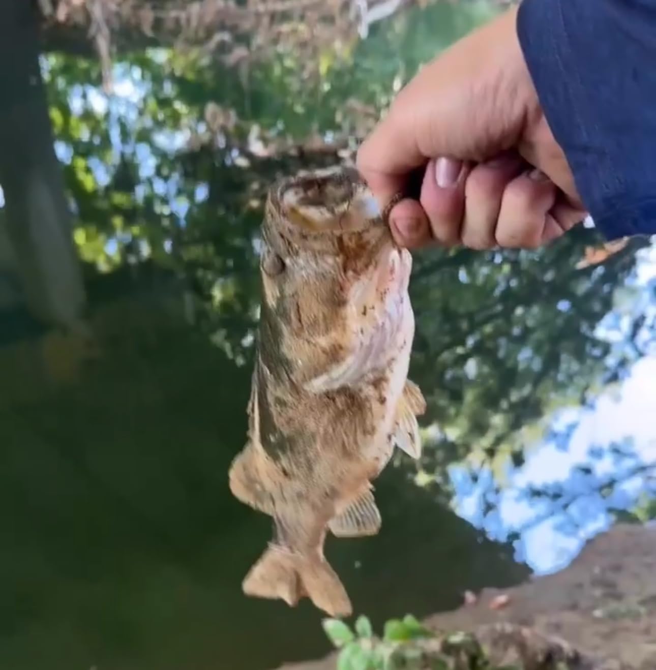 MadBite Bladed Jig Fishing Lures, 5 pc Multi-Color Kits, Irresistible Vibrating Action, Sticky-Sharp Heavy-Wire Needle Point Hooks, Popular 1/2 oz Sizes, Includes Storage Box - Customer Photo 2