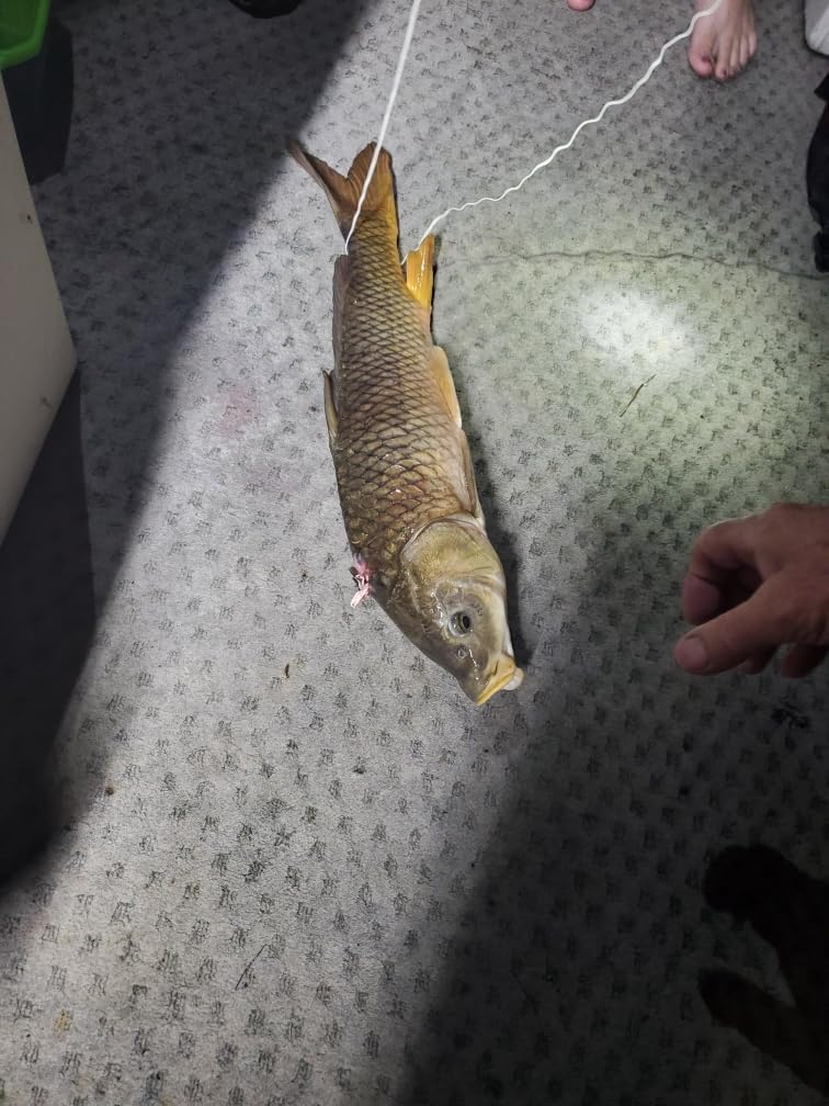 34inch Bowfishing Arrows Solid Fiberglass Shaft with Broadhead for Compound Bow and Recurve Bow Fishing Arrow Archery and Hunting (Pack of 6) Customer Review 34inch Bowfishing Arrows Solid Fiberglass Shaft with Broadhead for Compound Bow and Recurve Bow Fishing Arrow Archery and Hunting (Pack of 6) - Customer Photo 2